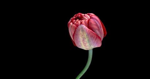 Timelapse Of Violet Tulip Flower の動画素材 ロイヤリティフリー Shutterstock