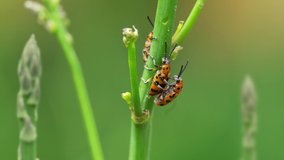 Asparagus beetles eat young shoots of garden asparagus and mate. 4K video.