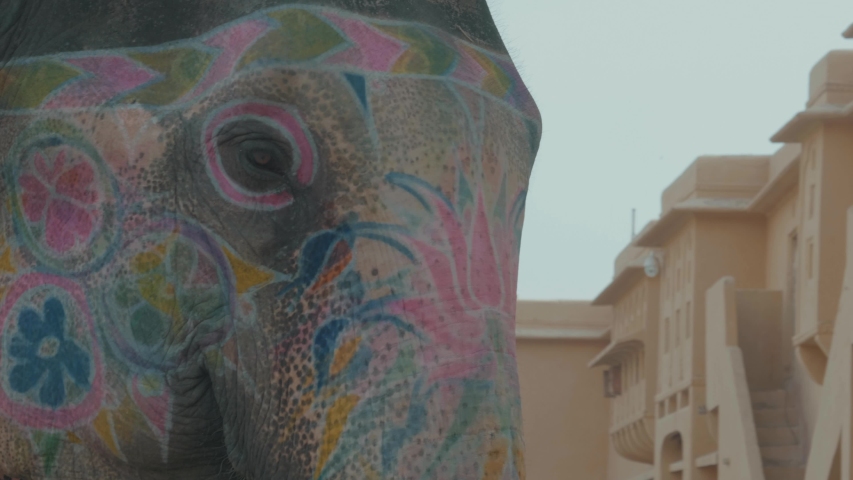 Close up of a huge elephant being rode by a person as an attraction through the gates of Amer Fort, Jaipur covered in colorful paint