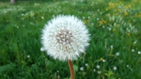 A beautiful dandelion on a green field