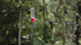Hummingbird drinking water on a feeder in Mindo Ecuador gardens