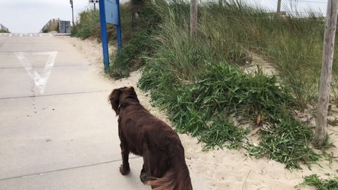 A dog walking towards the sea in the Netherlands