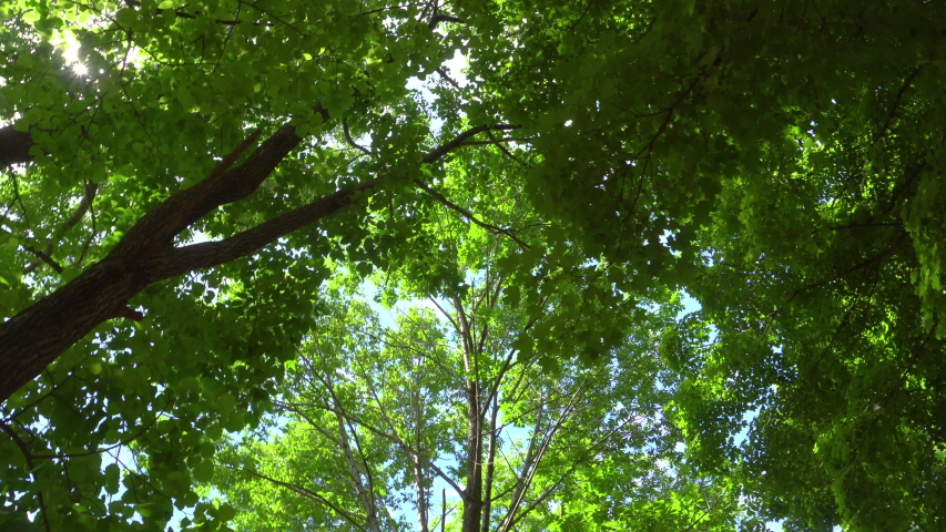Green leaves on trees looking straight up at the sun.
