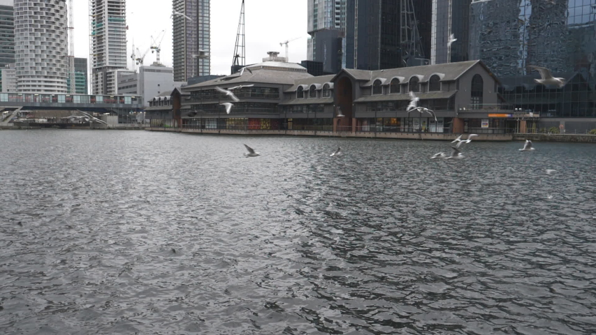 Slow Motion. Seagulls flying over a city river.