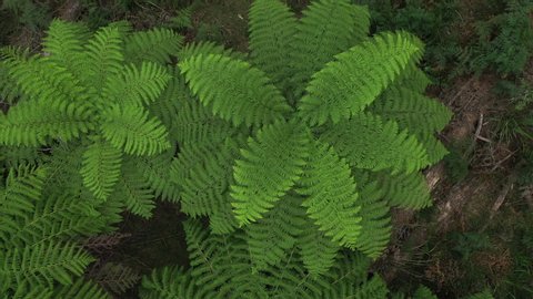 Gigantic leafy green perfect ferns, symmetrical leaves, 1hr drive from Melbourne, Victorias' high country, natural forest, drone, top down, lush with breeze, Australia, 4k