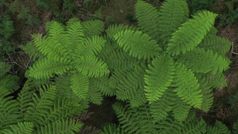 Gigantic leafy green perfect ferns, symmetrical leaves, 1hr drive from Melbourne, Victorias' high country, natural forest, drone, top down, symmetry, Australia, 4k