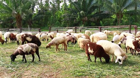 sheep on green grass are eating grass in farm, a woolly sheep in a green field, white and brown sheep crowd in the classic farm, green mountain background, Thailand.