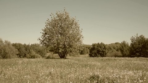 Retro video - a tree in the meadow and a small forest in the background