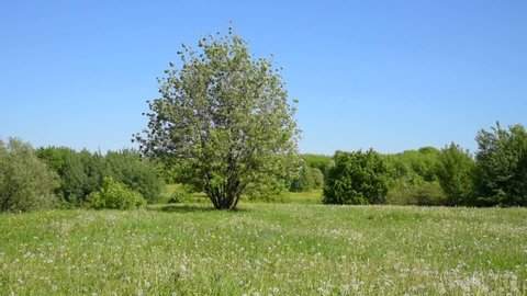 Tree on a meadow and a small forest in the background - a beautiful summer landscape
