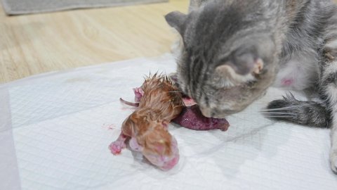 Mother cat pregnant give birth and new born baby kittens 