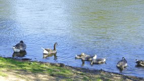 Group of geese swimming in blue water of river at countryside 4k
