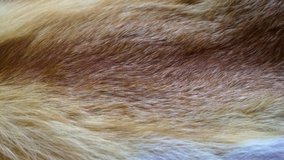 Closeup view of texture of real animal fur.