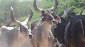 Indian cow group looking consciously mid shot stock video in full hd I Indian strong cow group in the village stock Video