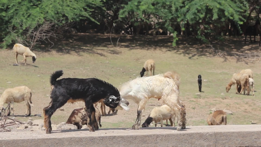 Two young goats fighting in a village stock video in full hd I young Indian baby goats fighting on a wall in a small village in India stock image 