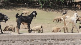 Mother goat feeding baby goat in village of India stock video in Full HD I Indian Goats in the village stock video in full HD 