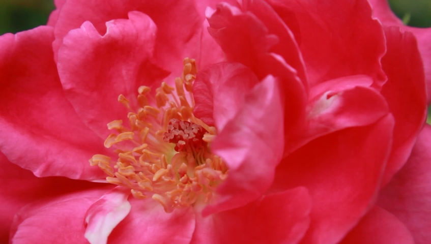 Macro close up of a Beautiful pink rose background.
