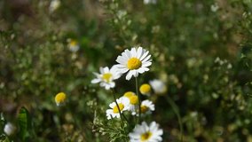 beautiful white daisy in the forest, blurred background, spring flowers, green background, white petals of wild flowers, nature video,