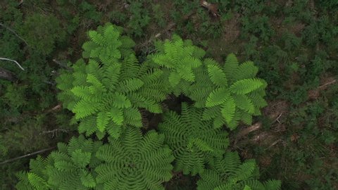 Gigantic leafy green perfect ferns, symmetrical leaves, 1hr drive from Melbourne, Victorias' high country, natural forest, drone, top down, zoom-in, lush, Australia, 4k, Medium shot