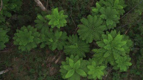 Gigantic leafy green perfect ferns, symmetrical leaves, 1hr drive from Melbourne, Victorias' high country, natural forest, drone, top down zoom-in medium, lush, Australia, 4k