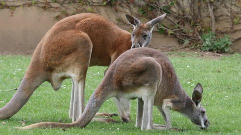 Two kangaroos are leaning forward facing right. One grazes on grass and the other looks around. They slowly move forward, the camera tracks, panning right.