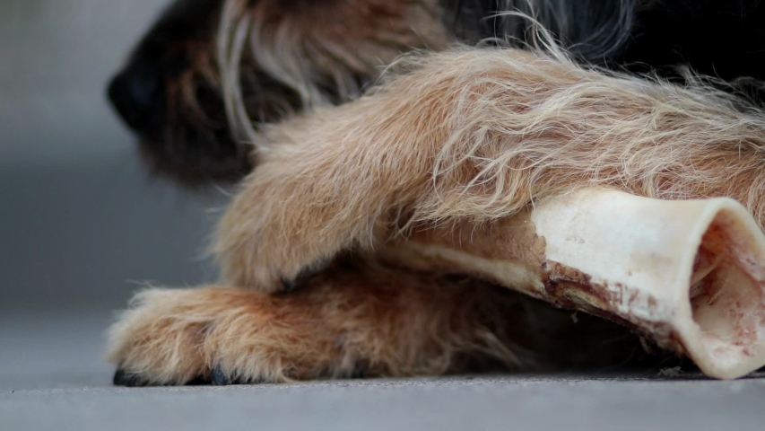 large rough haired dog