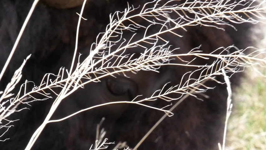 Close Up Footage of American Bison Eye