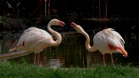 Two flamingos stand at edge of pond, facing each other. They move their heads back and forth, snapping their beaks at each other.