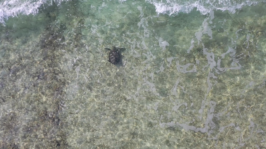 drone bird's eye view sea turtle Stock Footage Video (100% Royalty-free ...