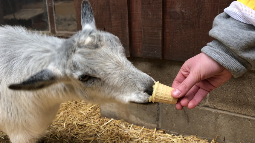 funny hilarious handheld shot cute goat Stock Footage Video (100% ...