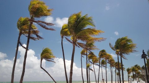 Group of beautiful palm trees with the fronds blowing in the wind. The beautiful white beach and blue green ocean is seen. The view pans toward the ocean. The sky is blue with white puffy clouds