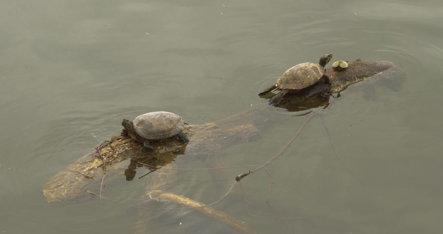 Three turtles sitting on a log in washington DC tidal Basin