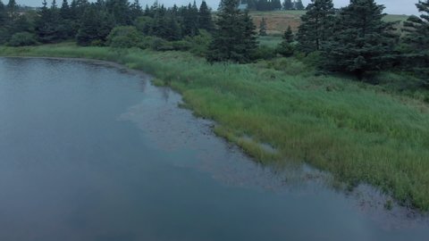 Cinematic drone / aerial footageing forwards showing some deers walking by the lake, the ocean and some trees in Kingsburg, Nova Scotia, Canada during summer season.