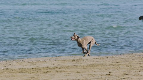A dog weimaraner runs happy on the sunny beach with blue sea on back 