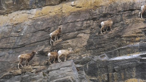 Herd of Mountain Goats Climbing a Cliff Face