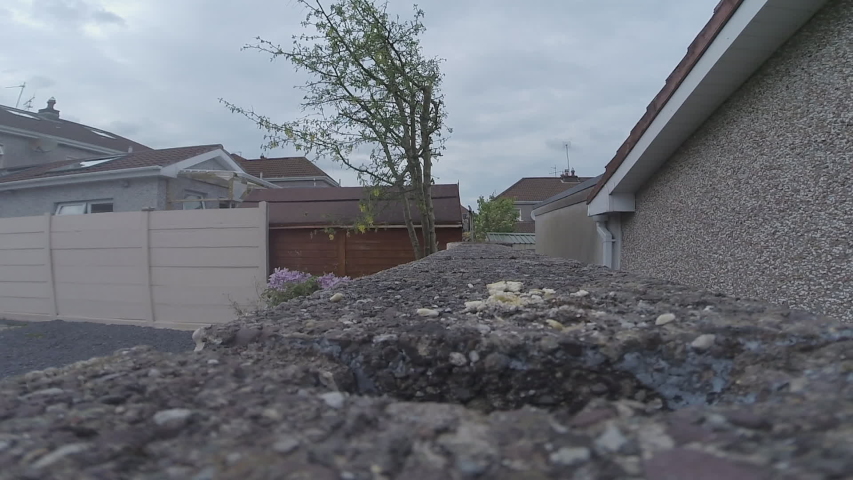 Great Tit garden bird bobbing up and down in brick wall cavity
