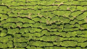 Tea plantation. Aerial footage of tea plantation in Malaysia 