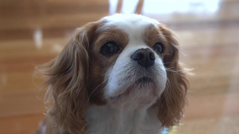 Slow motion pan around King Charles Cavalier spaniel dog looking up at food and licking hungry lips