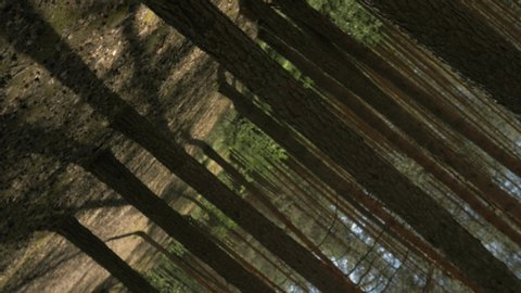 The camera rotates vertically in the forest. 4K - Βίντεο στοκ