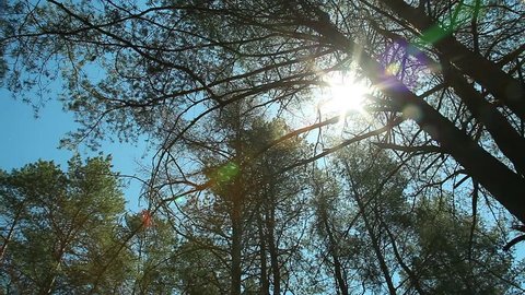 Sun breaking through pine trees