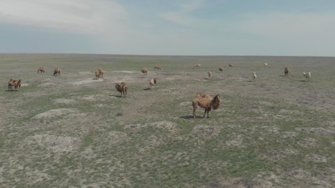 A group of camels grazing in the steppes of Kazakhstan