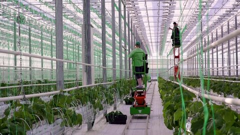 11.02.2019 Russia Orenburg Greenhouses bandage plants