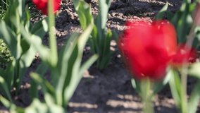 Beautiful tulips blossom in springtime. Selected focus.