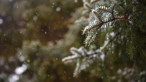 Snow falling at the fir trees branches. Snow falls from pine tree branch in a forest. Slow motion.