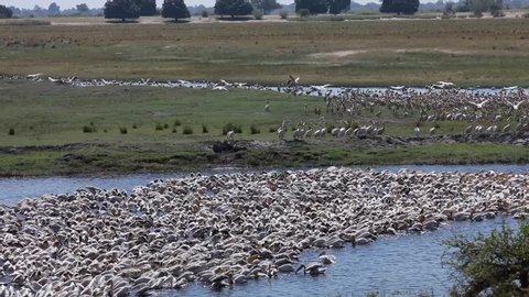 Huge flock of pelicans swimming and feeding on Chobe River in Chobe National Park Botswana