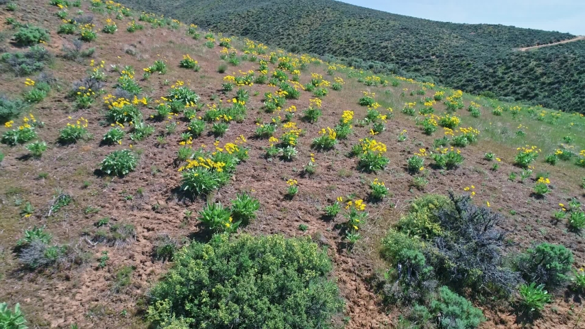 Idaho famous yellow wildflowers bloom in the spring time 