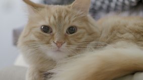 Cute ginger cat lying on chair. Close up portrait of fluffy pet dozing at cozy home. Flat profile clip.