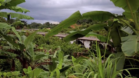 View of the bridge over the banana trees. The camera moves to the slider