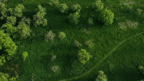 Beautiful top view of green forest and grass with path
