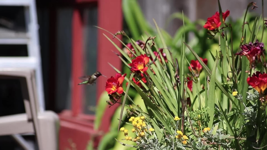 Sommer Blomster Stock Video Footage - 4K and HD Video Clips | Shutterstock