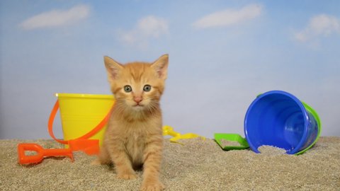 HD Video adorable orange ginger tabby kitten on kitty litter sand beach with bright buckets shovels blue background sky with clouds. Kitten meowing looking around.